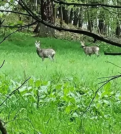 Raabsteine Bad Gottleuba