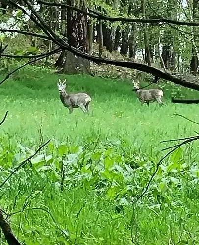 Raabsteine Bad Gottleuba-Berggiesshuebel